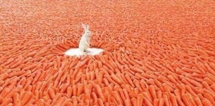 copious carrot