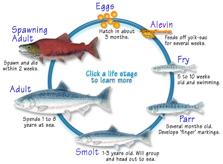 salmon-life-cycle7